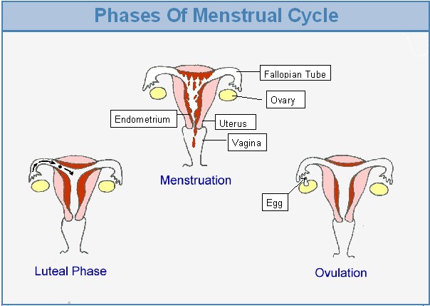 fertility-information-understanding-your-menstrual-cycle